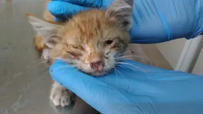 Adıyaman Belediyesi Veteriner Müdürlüğü