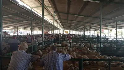 Canlı Hayvan Borsası