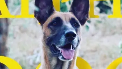 Konya köpek eğitimi/ Konya Köpek Oteli