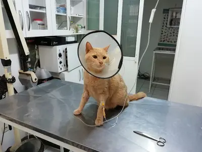 Zoo-Vet Veteriner Kliniği