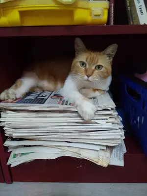 Cemre Veteriner Kliniği