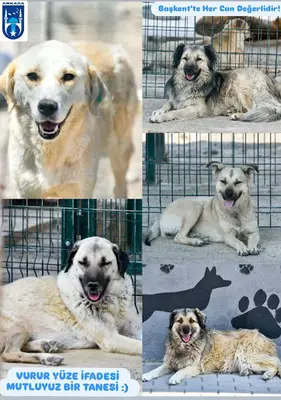 ANKARA BÜYÜKŞEHİR BELEDİYESİ KARATAŞ KÖPEK BAKIMEVİ VE REHABİLİTASYON MERKEZİ fotoğrafı