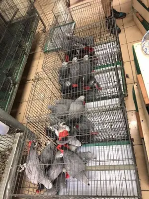 Parrots shop