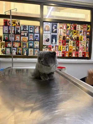 Vetland Veteriner Kliniği