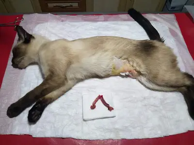 TOPCU VETERİNER KLİNİĞİ