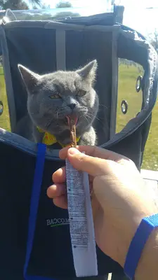 Bornova Koala Veteriner