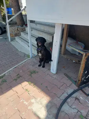 Menderes Belediyesi Veteriner Işleri Müdürlüğü