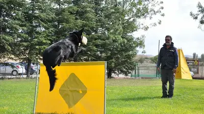 Erkan dişoğlu köpek sporları okulu