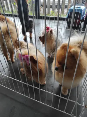 Dog School Köpek Eğitim Merkezi ve Oteli fotoğrafı