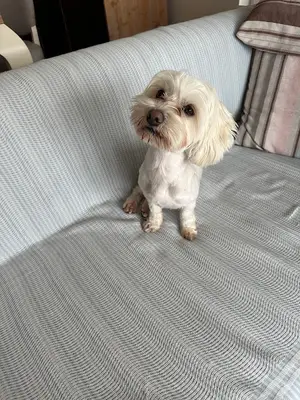 Ankara Köpek Eğitimi