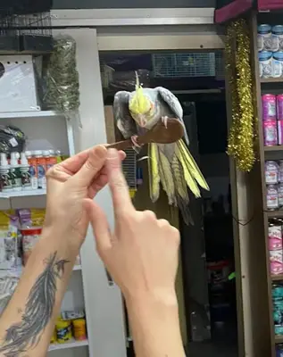 Naz petshop
