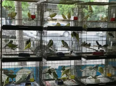 Manyas Petshop