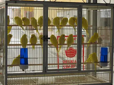 Ahsen Petshop