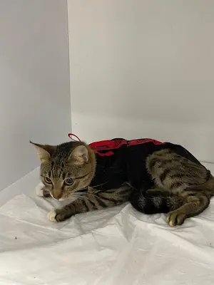 PET VİTA | Antalya Veteriner Kliniği fotoğrafı