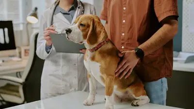 ÖZEL İzmir Veteriner Ortopedi Kliniği Vetcor