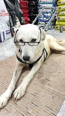 Yeni Foça Feniks Veteriner Kliniği