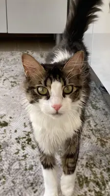Samsun Kedi Oteli fotoğrafı