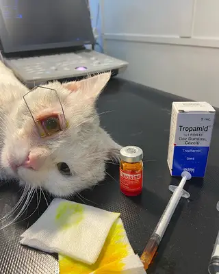 Devrek Veteriner Kliniği
