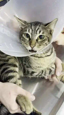 Petibör Veteriner Kliniği
