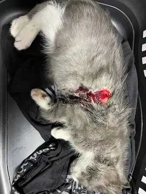 Veteriner hekim Cemal Karakoç