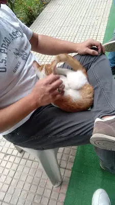 DS Pets Home