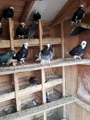Dinar hayvan barınağı