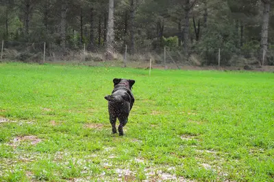 A&G Köpekli Aktiviteler