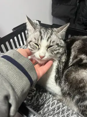 Vet19 Veteriner Kliniği