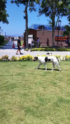 Hayatı Patile İzmir fotoğrafı
