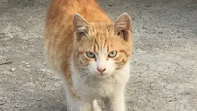 ALTUNDAĞ VETERİNER KLİNİĞİ