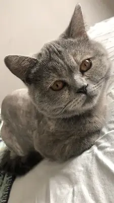 Medıcıne Veteriner Kliniği