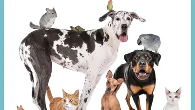 Petklinik Veteriner Klinigi
