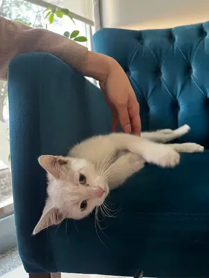 MOKİİ Veteriner Kliniği