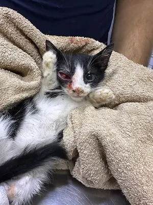 VetTeam Veteriner Kliniği
