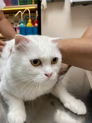 Vet Zone Veteriner Kliniği