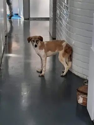 Fizyovet Veteriner Kliniği ve Pet Fizik Tedavi Merkezi