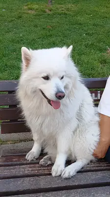 Tetra'vet hayvan sağlığı kabini ve pet kuaförlük hizmetleri