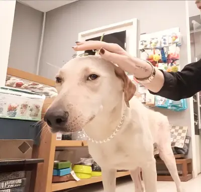 Dr. Pets fotoğrafı
