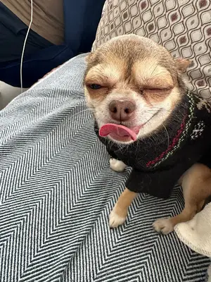 Yeniköy Pet Center Veteriner Kliniği