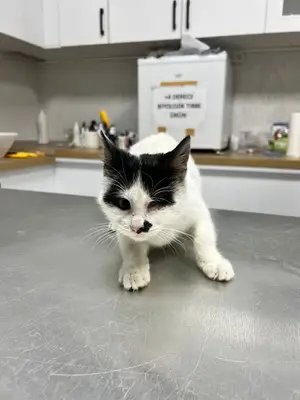 Pasifik Veteriner Kliniği