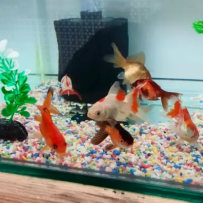 Happy Petshop