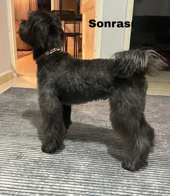 Pawco Acıbadem fotoğrafı