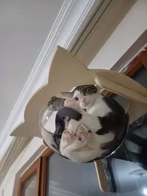 pawheadzz fotoğrafı