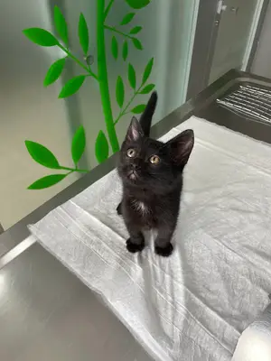 VetCo Veteriner Kliniği Çayyolu fotoğrafı