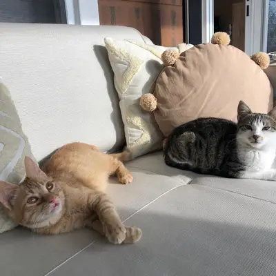 Koza Veteriner Kliniği fotoğrafı