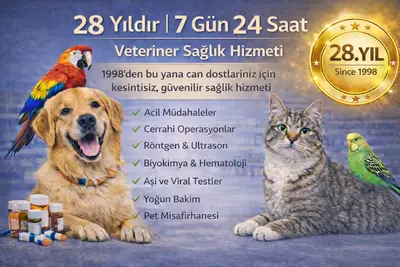 ece evcil hayvan fotoğrafı