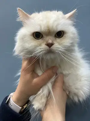 Anka Çayyolu Veteriner Kliniği Alacaatlı , Ümitköy fotoğrafı