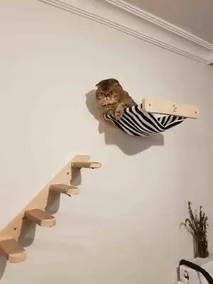 Kedi Tırmalama Tahtası