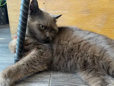Lumos Veteriner Kliniği