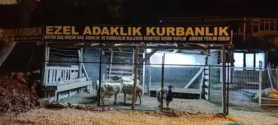 EZEL ADAKLIK KURBANLIK